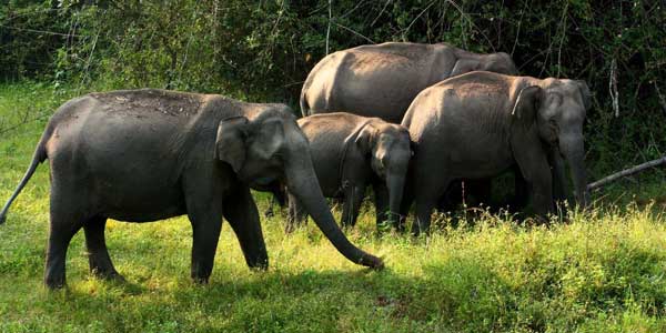 Visite des parcs nationaux en Inde du Sud